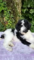 Saturn, a female Poodle - Standard  for sale in Russell Springs, KY – 5 of 10