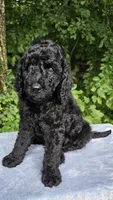 Neptune, a male Poodle - Standard  for sale in Russell Springs, KY – 6 of 9