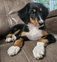 Lime, a female Bernedoodle for sale in Russell Springs, KY – 7 of 10