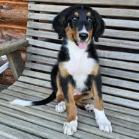 Lime, a female Bernedoodle for sale in Russell Springs, KY – 9 of 10