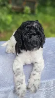 Uranus , a male Poodle - Multi-Colored Standard for sale in Russell Springs, KY – 3 of 10