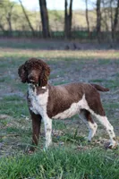 Dolly, a female Poodle - Standard  for sale in Russell Springs, KY – 5 of 10