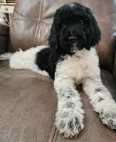 Uranus, a male Poodle - Standard  for sale in Russell Springs, KY – 10 of 10