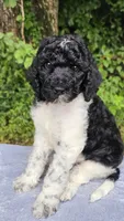 Uranus , a male Poodle - Multi-Colored Standard for sale in Russell Springs, KY – 8 of 10