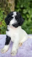 Saturn, a female Poodle - Standard  for sale in Russell Springs, KY – 6 of 10