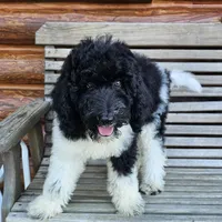 Earth, a male Poodle - Standard  for sale in Russell Springs, KY – 10 of 10