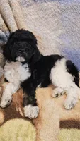 Jupiter, a female Poodle - Standard  for sale in Russell Springs, KY – 4 of 10