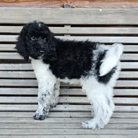 Uranus, a male Poodle - Standard  for sale in Russell Springs, KY – 2 of 10