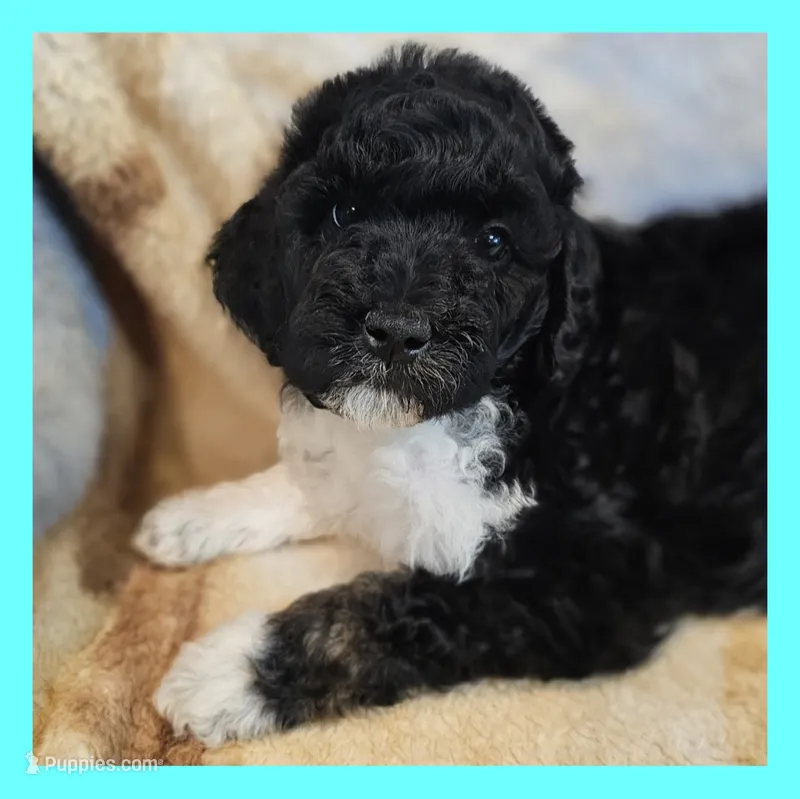 Jupiter – Poodle - Standard  puppy for sale in Russell Springs, KY