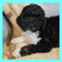 Jupiter, a female Poodle - Standard  for sale in Russell Springs, KY – 1 of 10