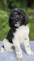 Uranus , a male Poodle - Multi-Colored Standard for sale in Russell Springs, KY – 10 of 10