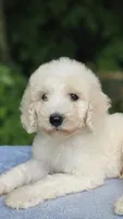 Mercury, a male Poodle - Standard  for sale in Russell Springs, KY – 3 of 10