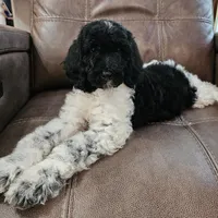 Uranus, a male Poodle - Standard  for sale in Russell Springs, KY – 9 of 10