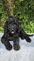 Neptune, a male Poodle - Standard  for sale in Russell Springs, KY – 4 of 9