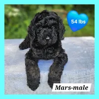 Mars, a male Poodle - Multi-Colored Standard for sale in Russell Springs, KY – 1 of 10