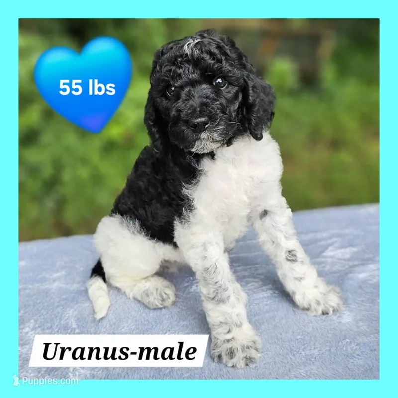 Uranus  – Poodle - Multi-Colored Standard puppy for sale in Russell Springs, KY