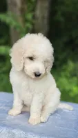 Mercury, a male Poodle - Standard  for sale in Russell Springs, KY – 5 of 10