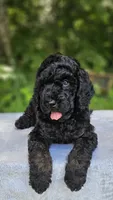 Mars, a male Poodle - Multi-Colored Standard for sale in Russell Springs, KY – 4 of 10
