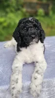 Uranus , a male Poodle - Multi-Colored Standard for sale in Russell Springs, KY – 9 of 10