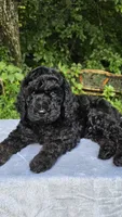 Mars, a male Poodle - Multi-Colored Standard for sale in Russell Springs, KY – 7 of 10