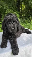 Neptune, a male Poodle - Standard  for sale in Russell Springs, KY – 8 of 9