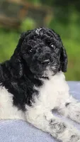 Uranus, a male Poodle - Standard  for sale in Russell Springs, KY – 7 of 10