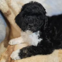 Jupiter, a female Poodle - Standard  for sale in Russell Springs, KY – 7 of 10