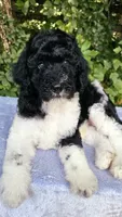 Earth, a male Poodle - Standard  for sale in Russell Springs, KY – 2 of 10