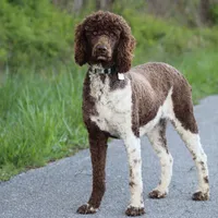Dolly, a female Poodle - Standard  for sale in Russell Springs, KY – 3 of 10