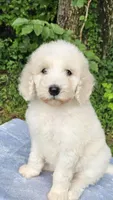 Mercury, a male Poodle - Standard  for sale in Russell Springs, KY – 6 of 10