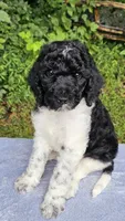 Uranus , a male Poodle - Multi-Colored Standard for sale in Russell Springs, KY – 5 of 10
