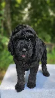 Mars, a male Poodle - Multi-Colored Standard for sale in Russell Springs, KY – 3 of 10