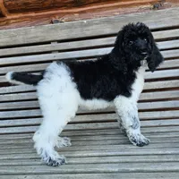 Uranus, a male Poodle - Standard  for sale in Russell Springs, KY – 5 of 10