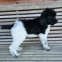 Uranus, a male Poodle - Standard  for sale in Russell Springs, KY – 3 of 10