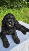 Mars, a male Poodle - Multi-Colored Standard for sale in Russell Springs, KY – 10 of 10