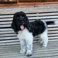 Uranus, a male Poodle - Standard  for sale in Russell Springs, KY – 7 of 10