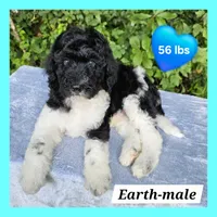 Earth, a male Poodle - Multi-Colored Standard for sale in Russell Springs, KY – 1 of 10