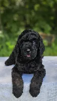 Mars, a male Poodle - Multi-Colored Standard for sale in Russell Springs, KY – 6 of 10