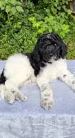 Uranus , a male Poodle - Multi-Colored Standard for sale in Russell Springs, KY – 7 of 10