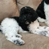 Uranus, a male Poodle - Standard  for sale in Russell Springs, KY – 4 of 10