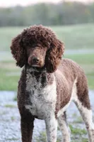 Dolly, a female Poodle - Standard  for sale in Russell Springs, KY – 4 of 10