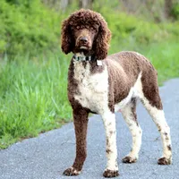 Dolly, a female Poodle - Standard  for sale in Russell Springs, KY – 2 of 10