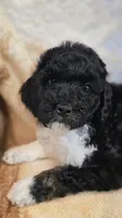 Jupiter, a female Poodle - Standard  for sale in Russell Springs, KY – 5 of 10