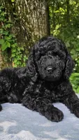 Neptune, a male Poodle - Standard  for sale in Russell Springs, KY – 5 of 9