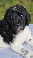 Uranus, a male Poodle - Standard  for sale in Russell Springs, KY – 5 of 10