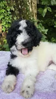 Saturn, a female Poodle - Standard  for sale in Russell Springs, KY – 3 of 10