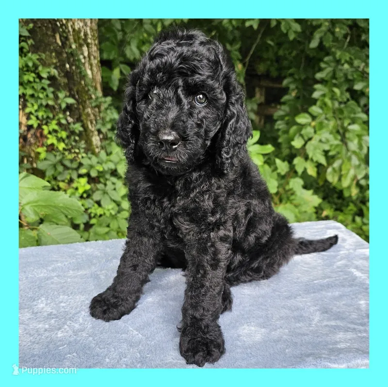 Neptune – Poodle - Standard  puppy for sale in Russell Springs, KY