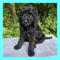 Neptune, a male Poodle - Standard  for sale in Russell Springs, KY – 1 of 9