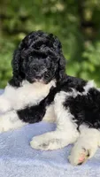 Earth, a male Poodle - Multi-Colored Standard for sale in Russell Springs, KY – 4 of 10