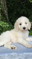 Mercury, a male Poodle - Standard  for sale in Russell Springs, KY – 8 of 10